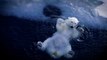 Oso polar chapotea en el Ártico