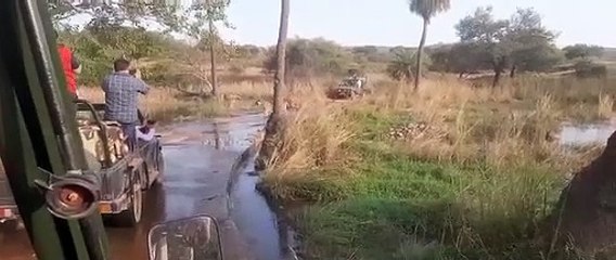 रणथम्भौर बाघिन की शिफ्टिंग में अनुमति का अड़ंगा