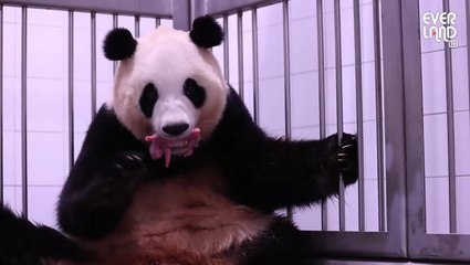 Watch: Giant panda twins born for first time in South Korea