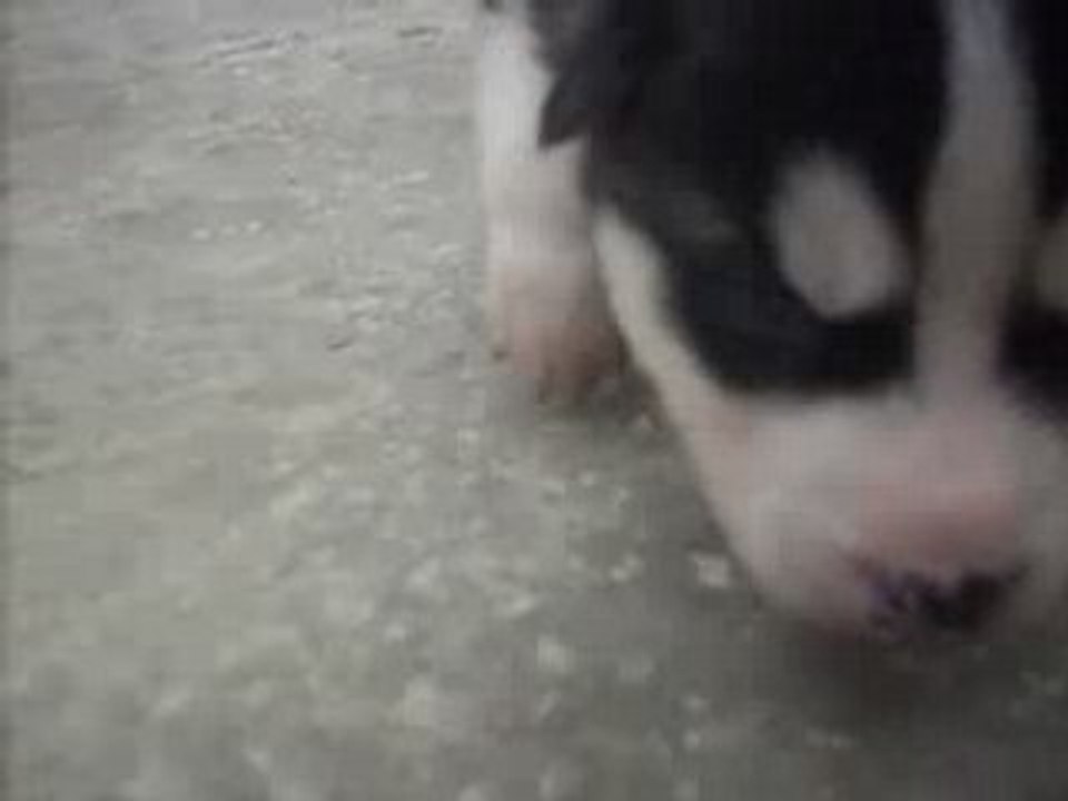mon husky chiot "venom"