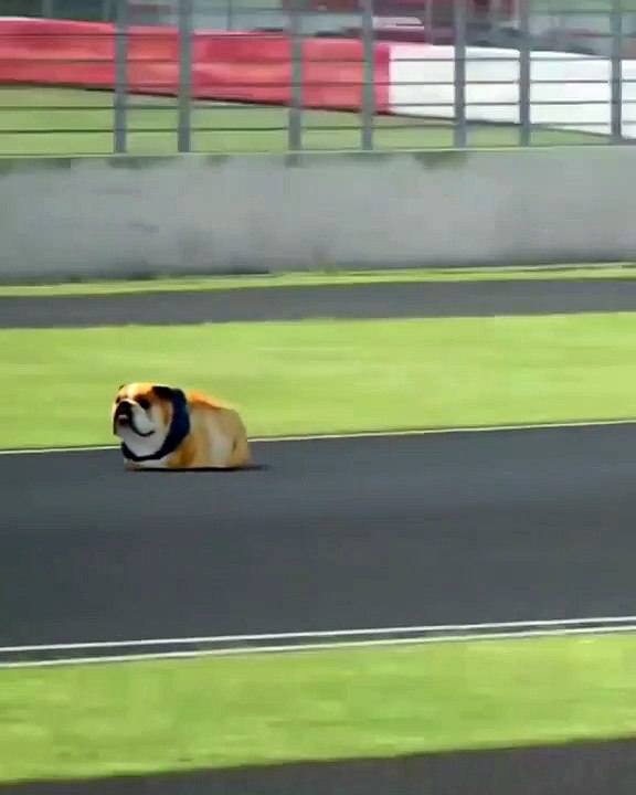 ROSCOE, IL CANE DI HAMILTON, CORRE A SILVERSTONE!