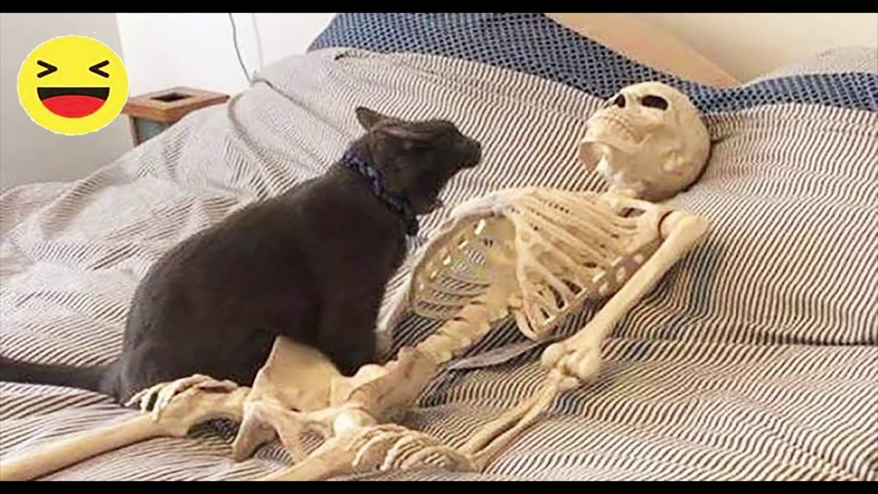Best Funny Dogs And Cats Videos-----Funniest Animals Videos 2023--#96