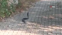 Muğla'da yılanların 'çiftleşme dansı' kamerada