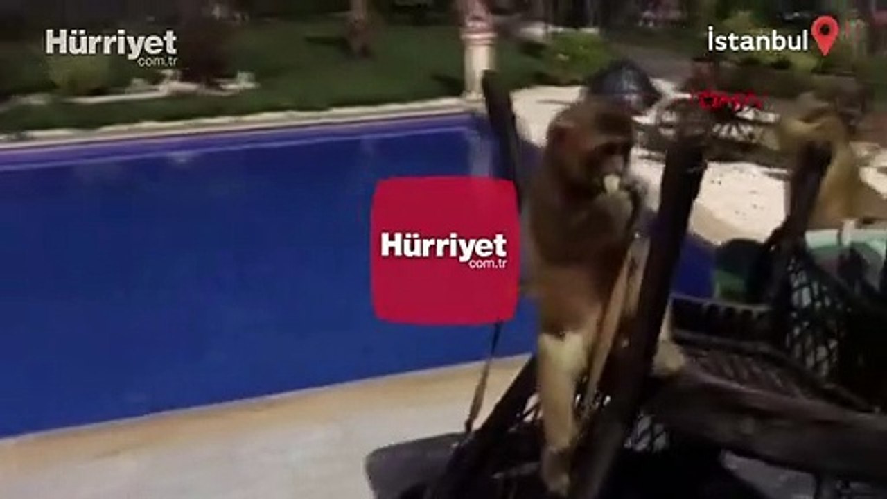 Tekirdağ'da villaya operasyon: Piton yılanı, aslan ve maymun ele geçirildi