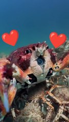 Ce gang de crabes protège un robot crabe espion d’une raie affamée ❤️