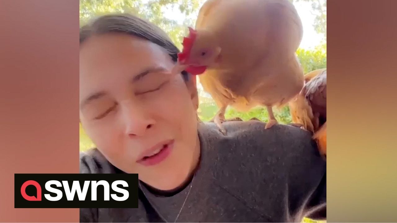Cheeky chicken lunges towards owner to peck her in the eye