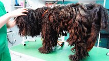 YOU WONT BELIEVE how this DOG looks after shaving all these dreadlocks