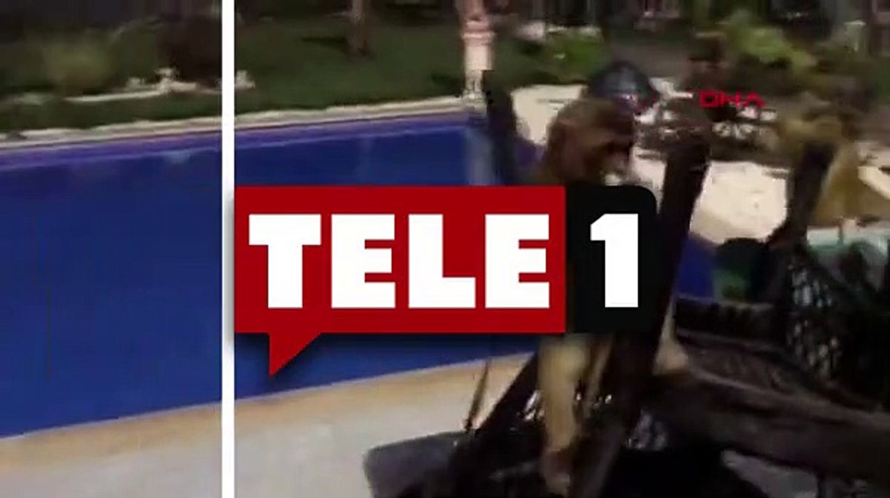 Tekirdağ'da villa baskını! Piton yılanı, aslan ve maymun ele geçirildi