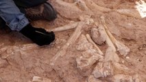 7,5 milyon yıllık zürafa kol kemiği bulundu