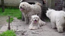 WE CHANGED A LIFE OF THIS DOG neglected and full of ticks
