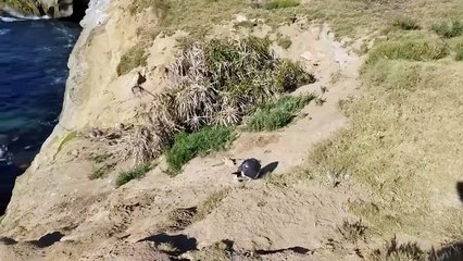 A Gull Bird Rips a Rabbit Apart   Battle For Food
