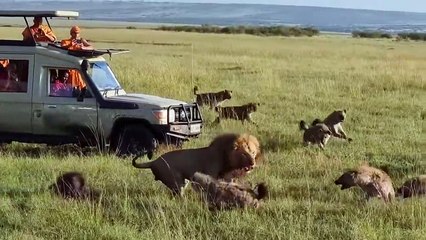 20 Hyenas Planning To Steal The King's Crown