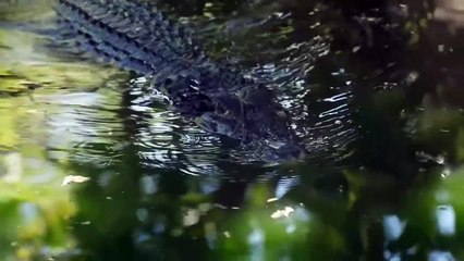 A Cow is Ambushed And Killed By a Crocodile
