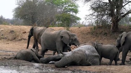 Africa ELEPHANTS having fun in the mud