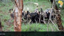 AFRICAN WILD DOGS taking down a Baby Blue WILDEBEEST MOM tries to save it but it's too late