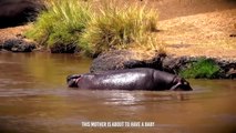 Angry Hippo Crushes Lion's Head And Show It Who's Boss