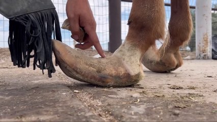 LONG HOOVES on ARABIAN STUD Horse Restoration