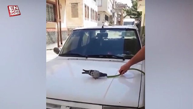 Sıcaklardan bunalan güvercinin imdadına yetişti