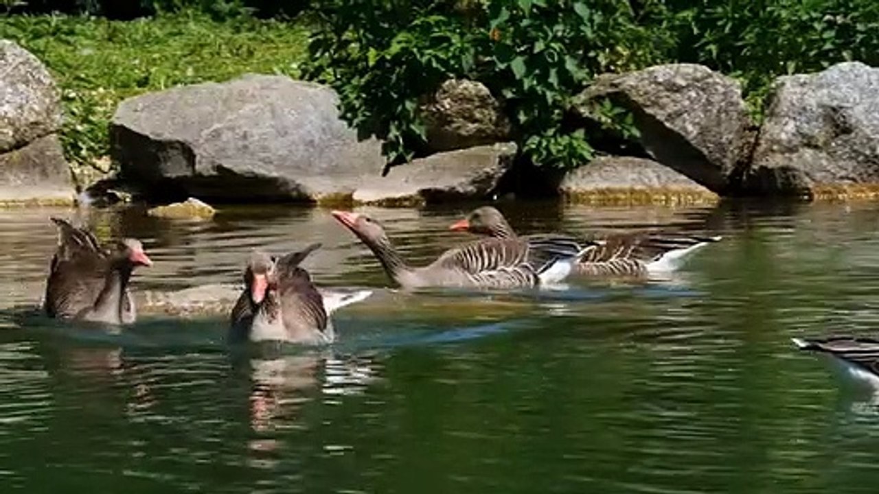 Greylag_goose_-_119402 (360p) - Video Dailymotion