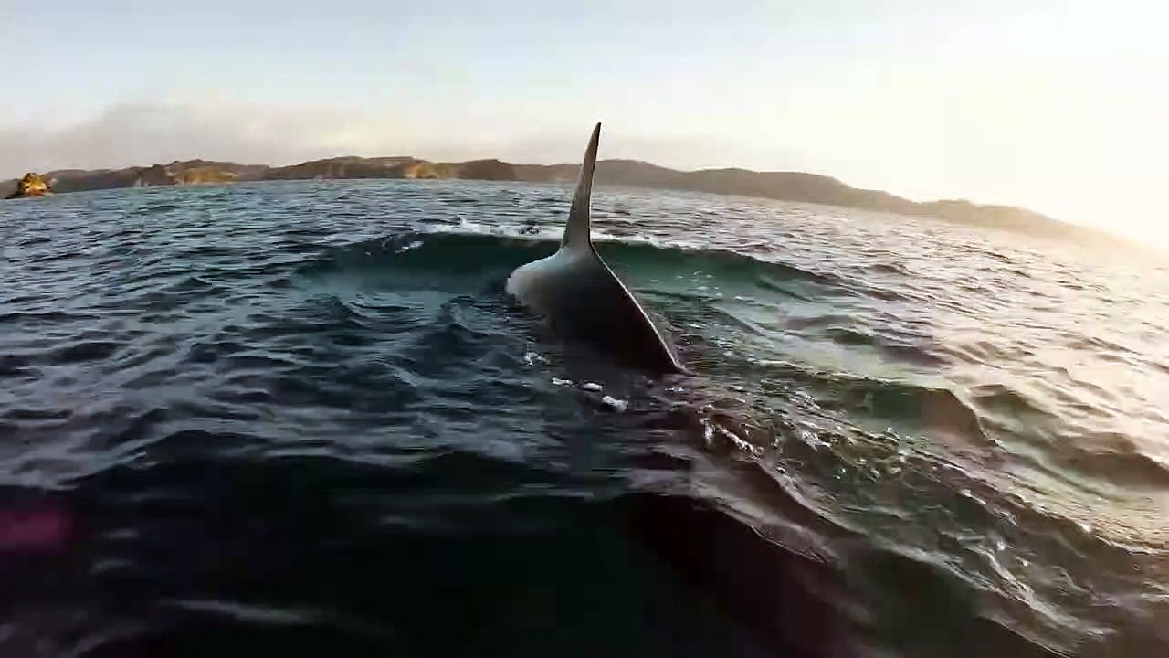 Dolphins Killed Mercilessly