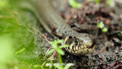Eagle Makes a Shoe Out of a Warthog After Catching Him