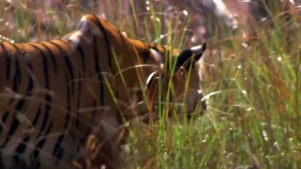 Epic Fights Between Claws and Jaws