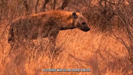 Finally, Hyenas Gotten Their Vengeance on Lions