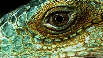 Hawk Snatches a Pigeon in The Blink Of An Eye