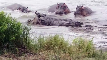 Hippo Rescues Wildebeest From Certain Death
