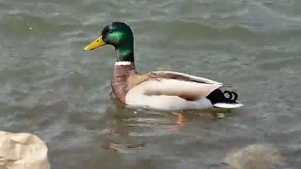 drake_-_8822 (360p)