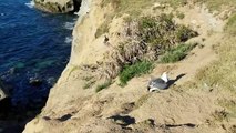 Horrifying !! Skua Bird Rips A Penguin Apart