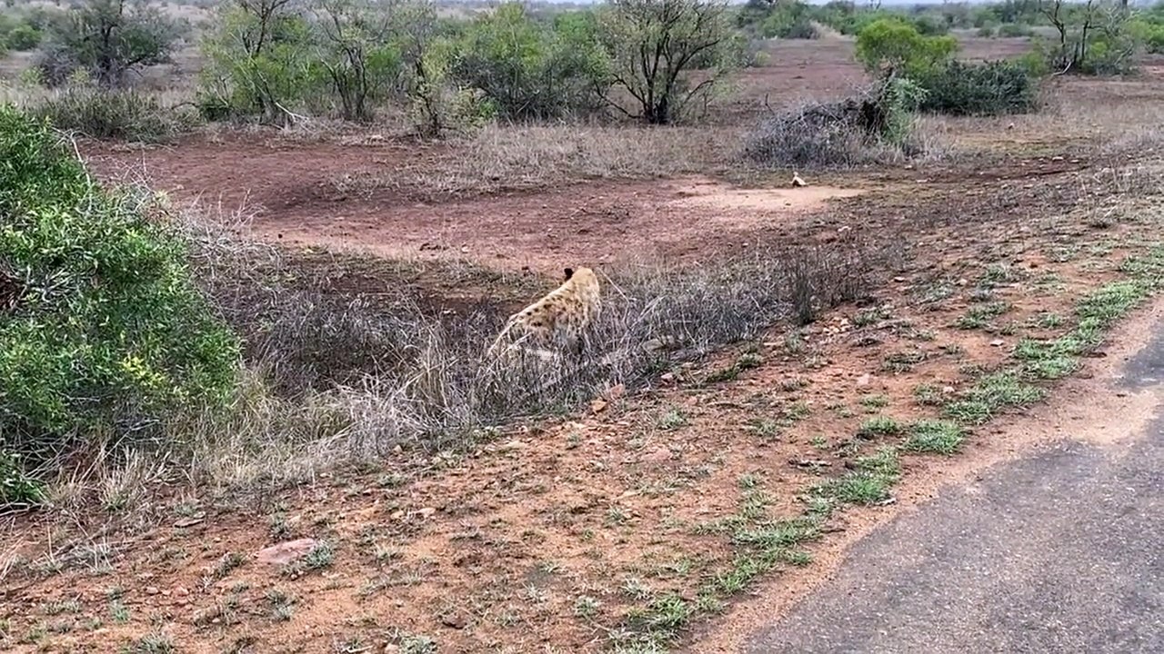 HYENA calls for backup VS 21 WIlD DOGS - video Dailymotion