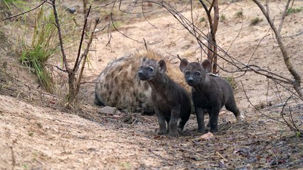 Hyena cubs playing and keeping mom awake