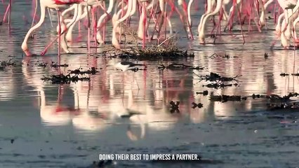Hyena Snatches a Flamingo Out of Hundreds