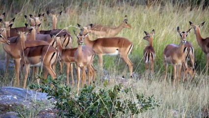 Impala Brutally Torn Apart Between Predators