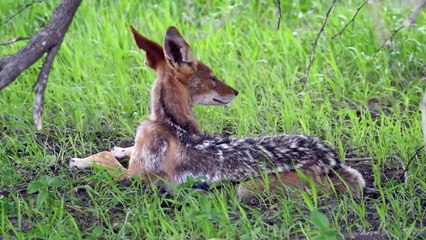 Jackals Fighting Baby Impala and His Mother