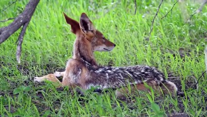 Jackals Fighting Baby Impala and His Mother (2)
