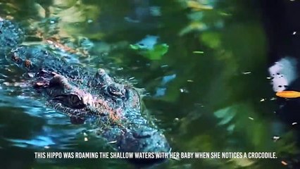Jaguar Kills Crocodile's Cousin !