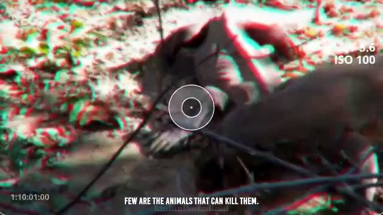 Komodo Dragon Cruelly Swallowed Other Komodos Alive