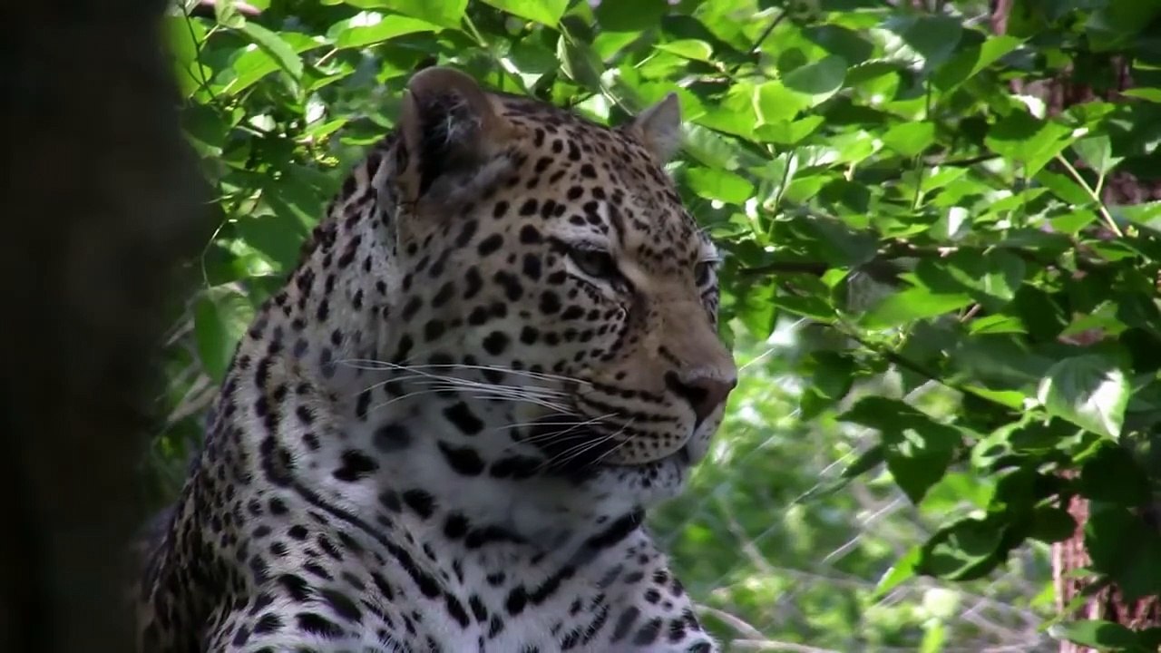 Leopard Failed To Catch Baby Baboon but Managed...