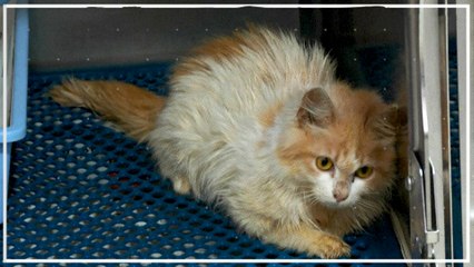 Coronavirus führt zu Katzen-Massensterben auf Zypern