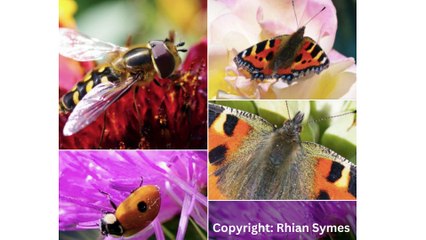 Pic This: Red images