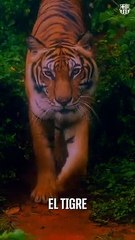 Vitor Roque, el rey de los tigres, aterriza en Barcelona / FCB