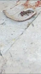 أفعى سامة" تتسلل لفناء منزل في جرش