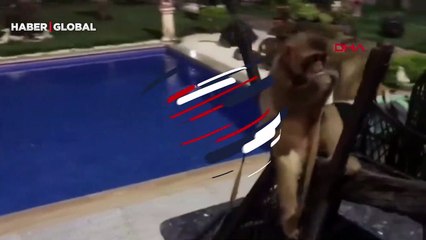 Villaya polis baskını! Piton yılanı, aslan ve maymun ele geçirildi