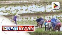 Mga magsasaka sa Malolos, apektado na rin ng kakulangan ng suplay ng tubig