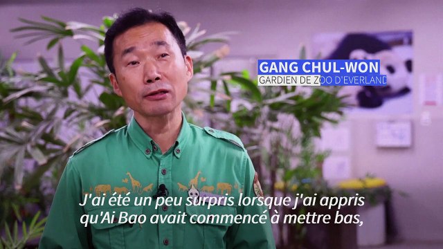 La Corée du Sud accueille ses premiers jumeaux pandas géants