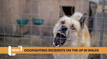 Wales headlines 12 July: Dog fighting incidents up over 50% in Wales