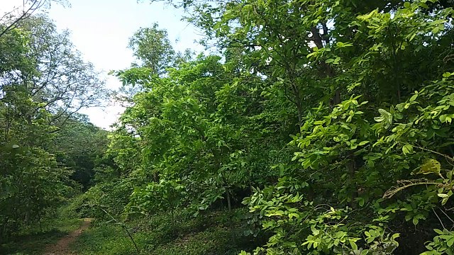 वन विभाग की ओर से हर वर्ष लगाए जा रहे लाखों पौधे, बड़ी संख्या में किसानों को किए जा रहे