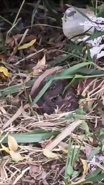 ntregador filma cobras ao lado de área de lazer para crianças no Ibirapuera, em Umuarama